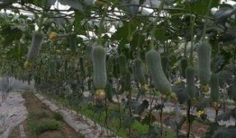 吃六月瓜视频大全免费观看,视频大全带你一网打尽